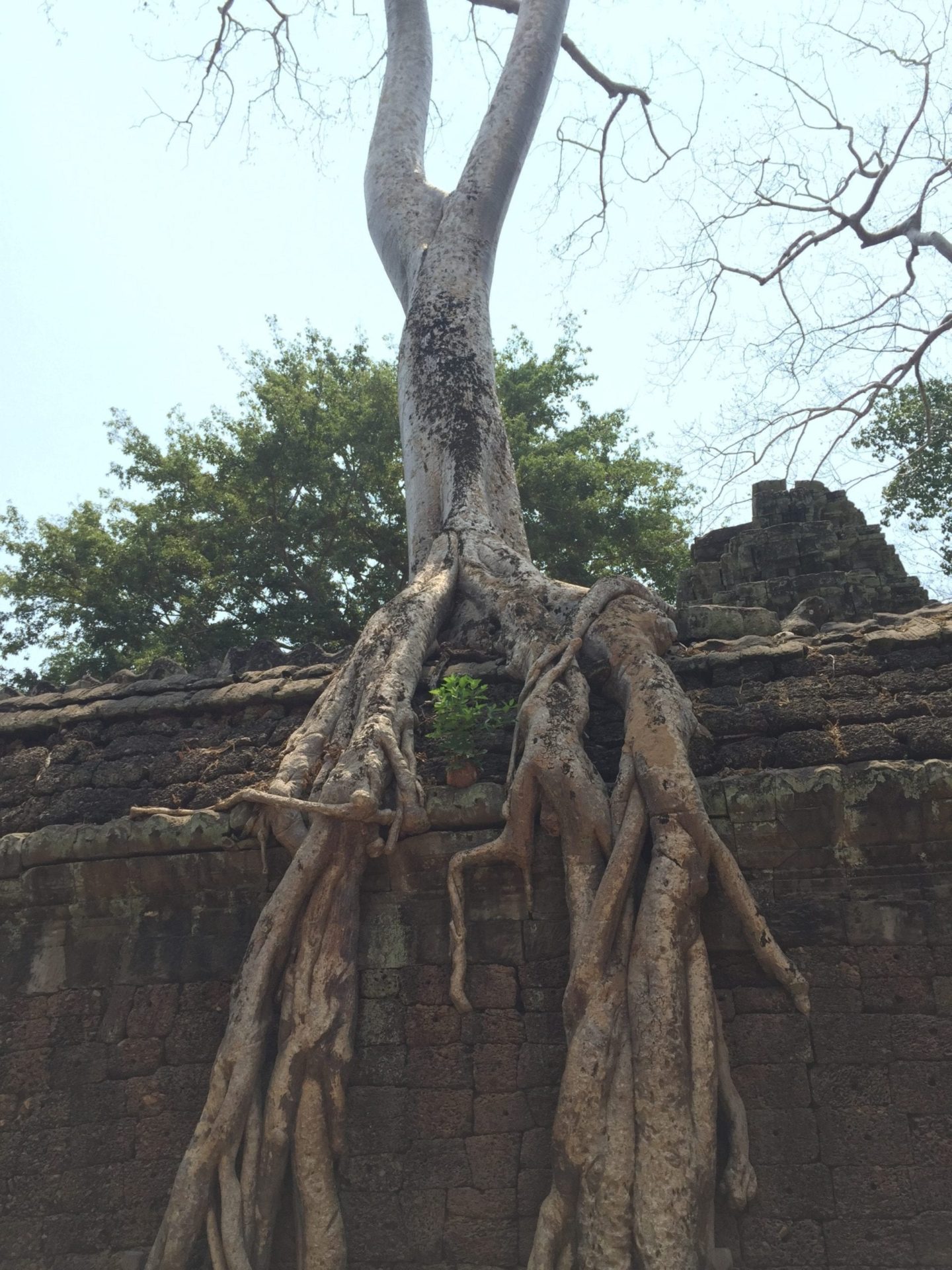 Visiting the Temples of Angkor Wat