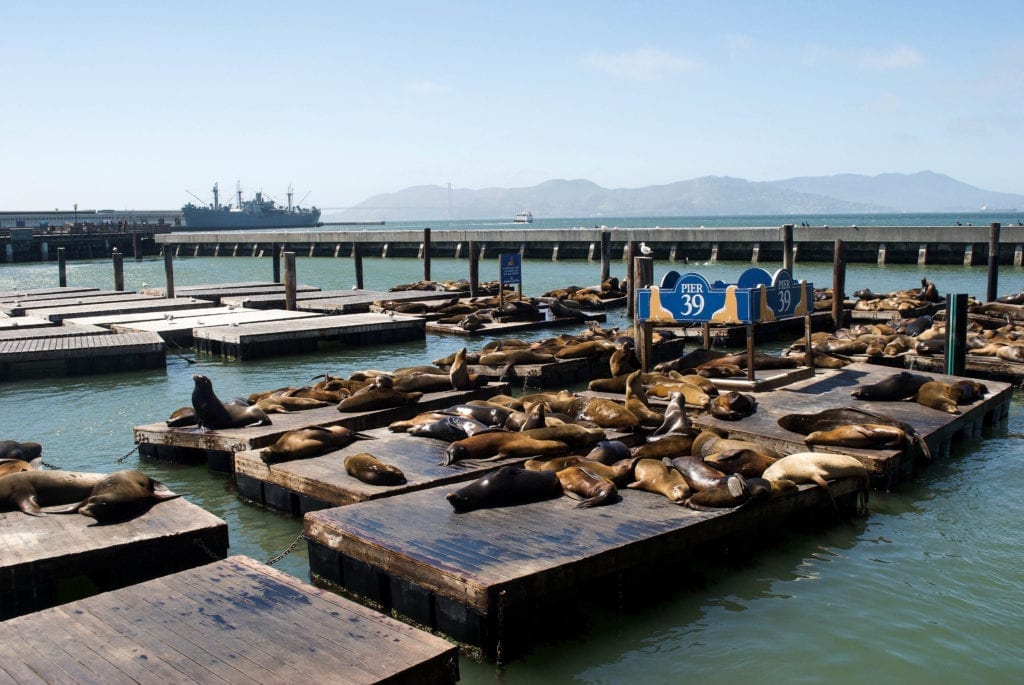 Seals on a pier 