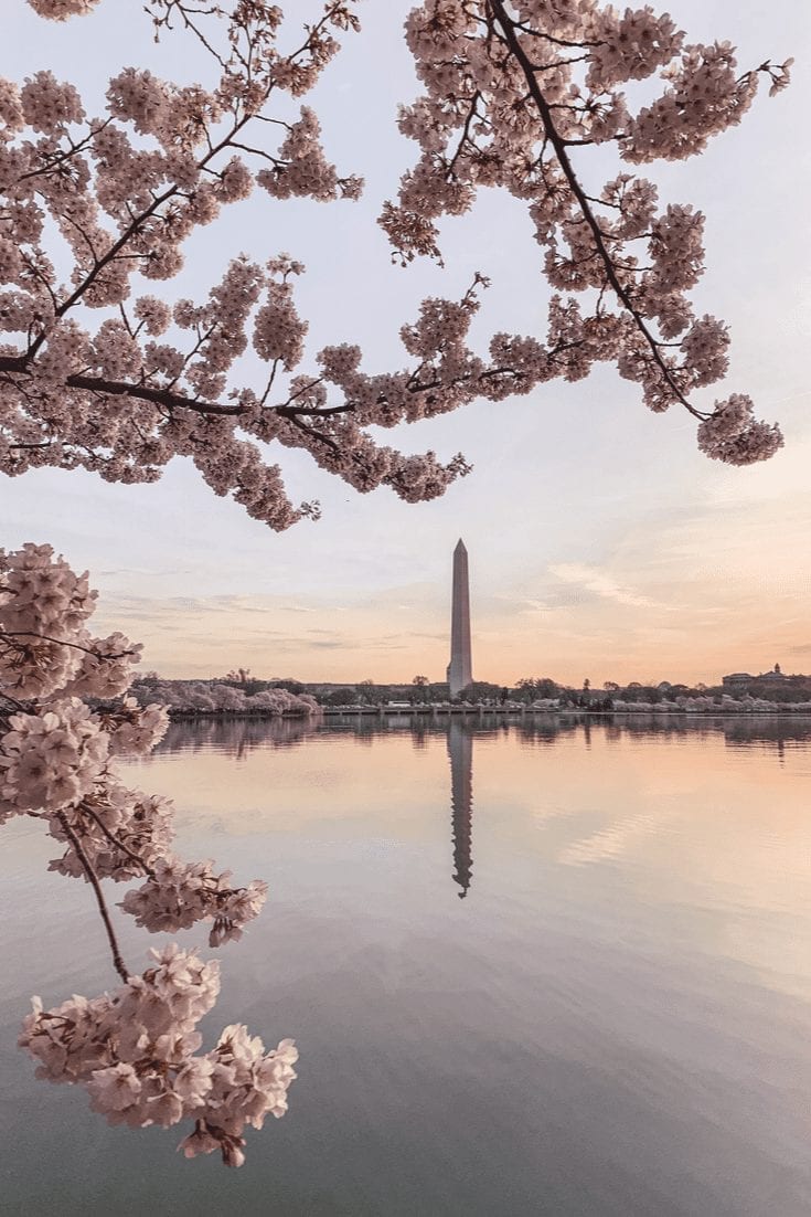 Washington DC Cherry Blossoms