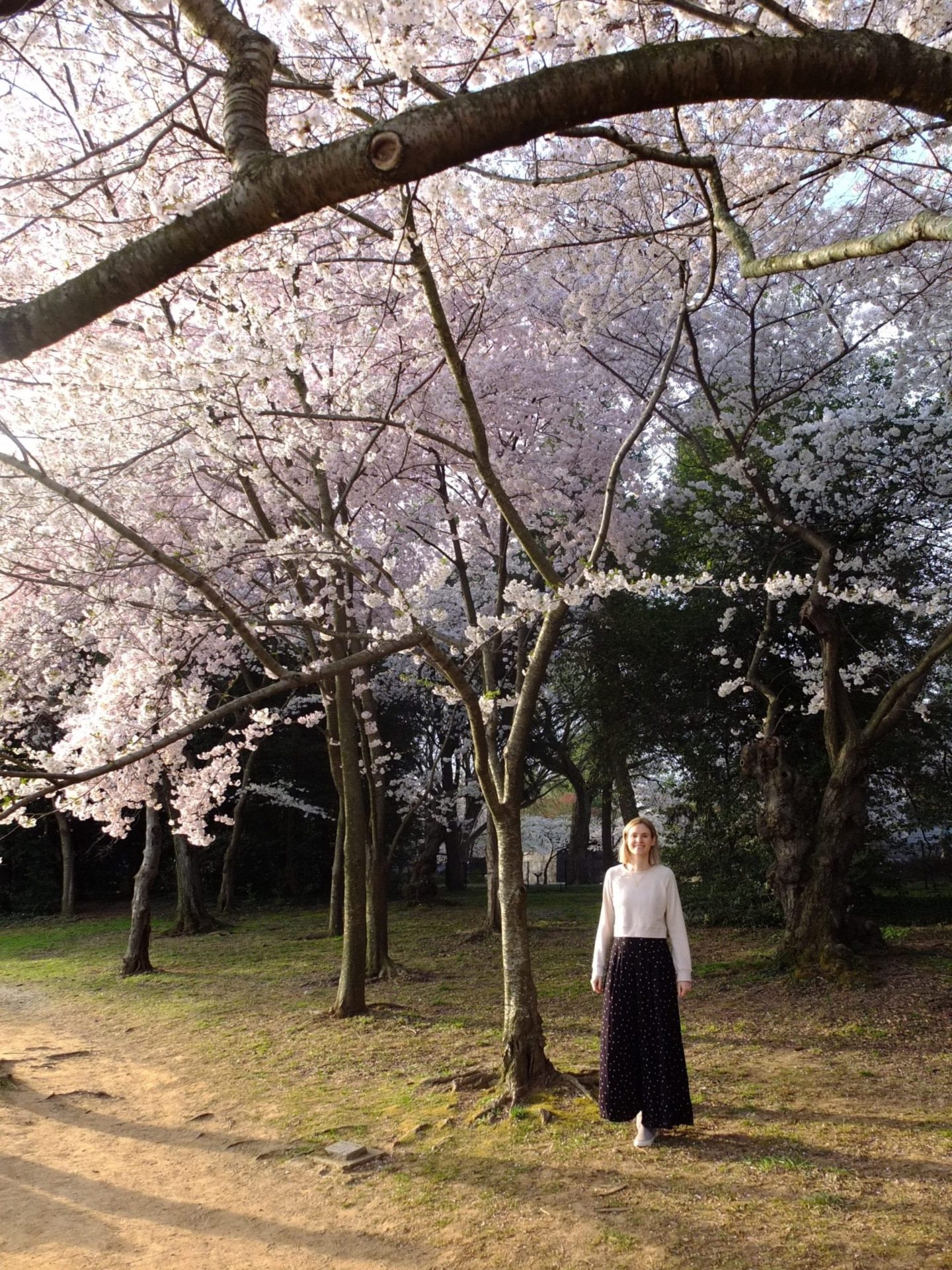 Washington DC Cherry Blossoms