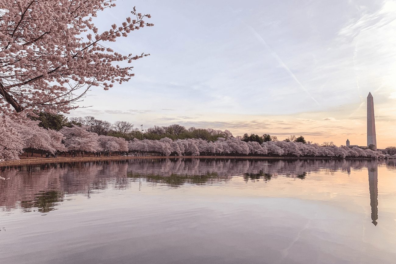 Washington DC Tidal Basin at sunrise cherry blossoms