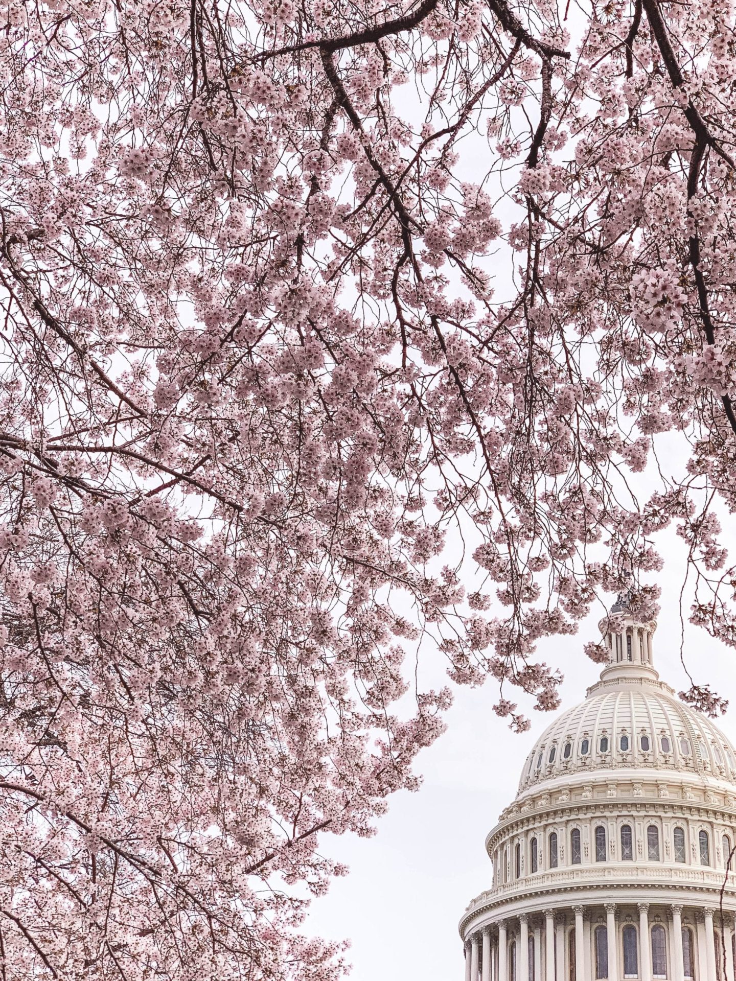 Capitol Hill Washington DC