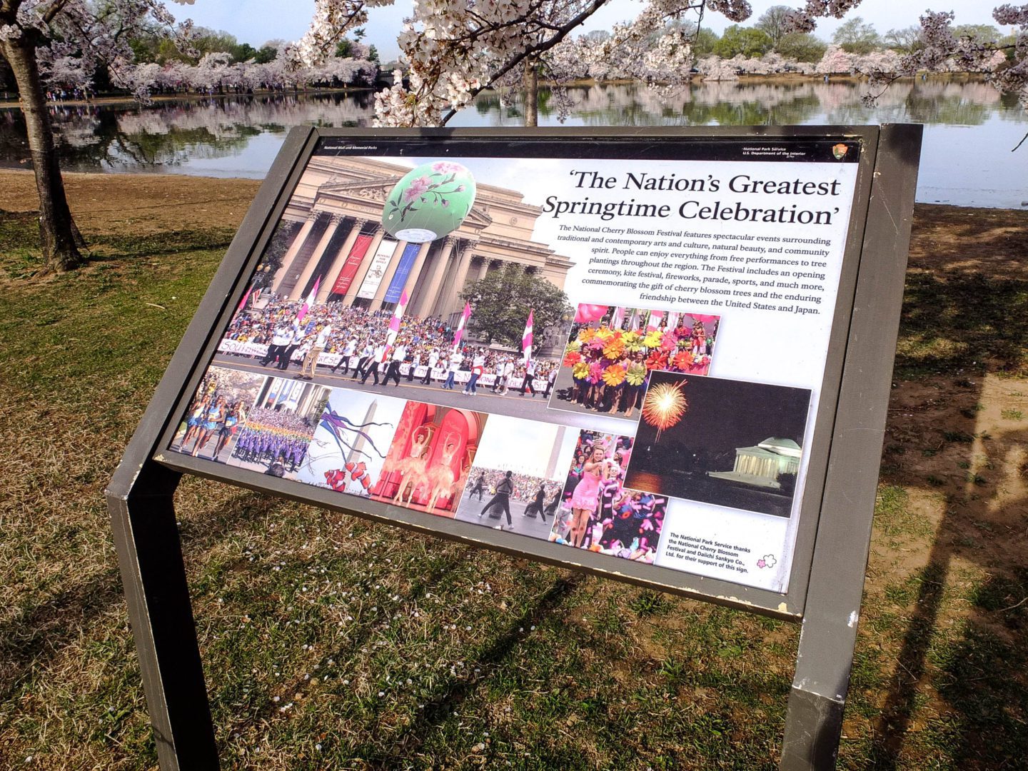 Cherry Blossoms Washington DC