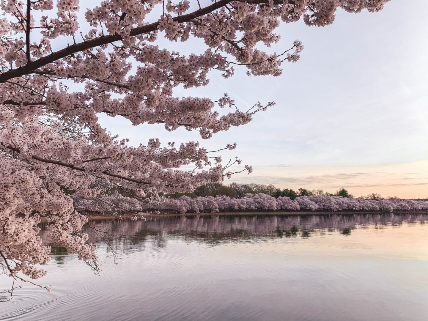 Tidal Basin Washington DC