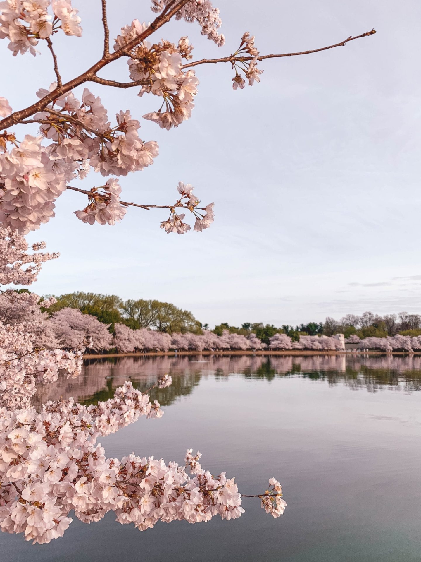 Washington DC Cherry Blossoms Tidal Basin