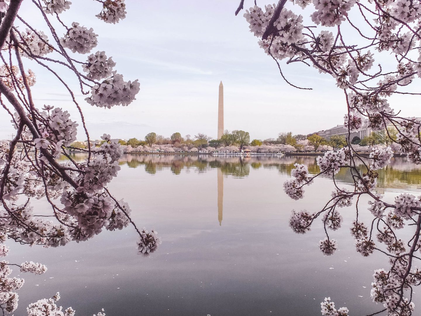 Washington DC Cherry Blossoms