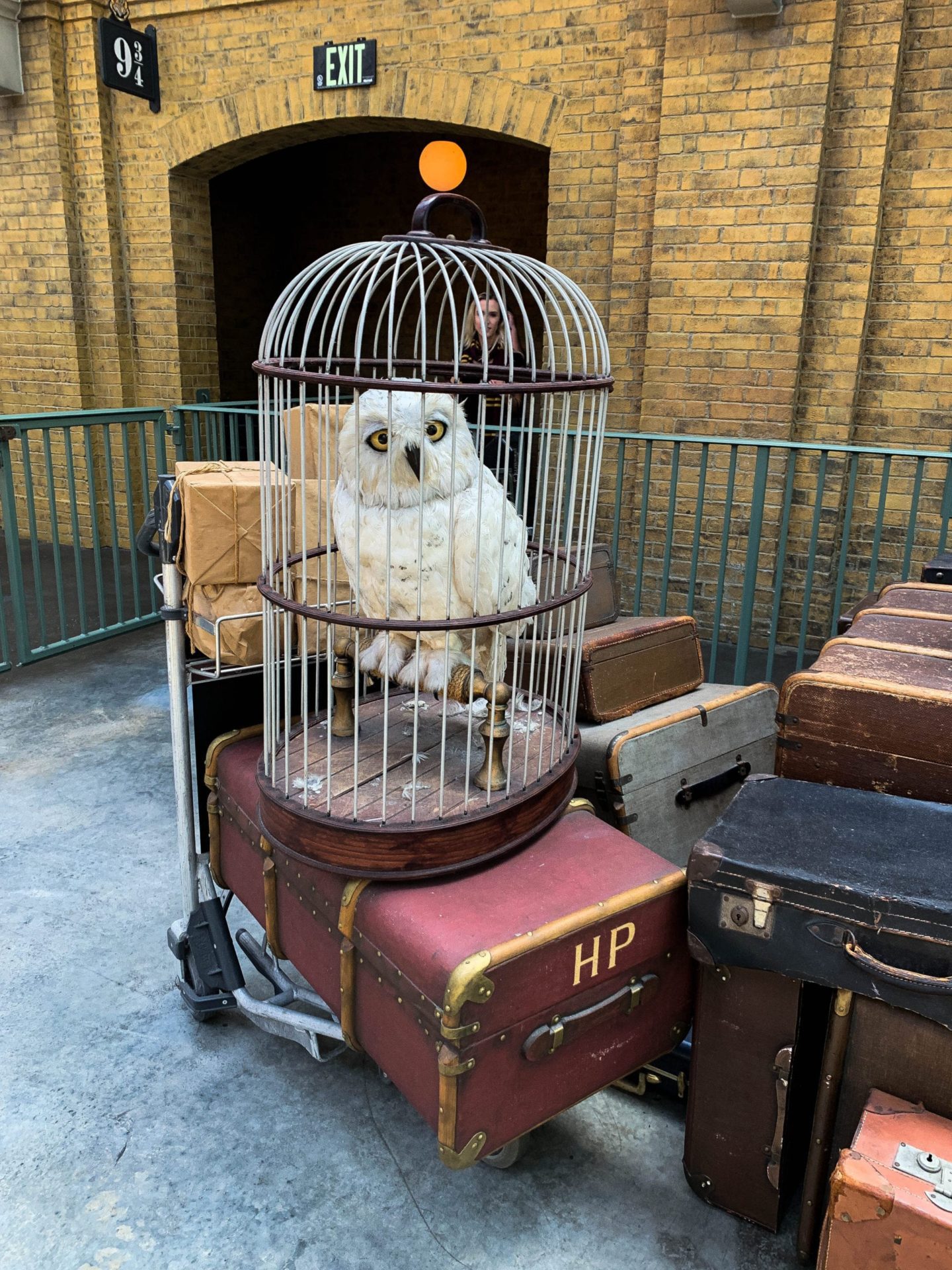 owl in a cage surrounded by luggage 
