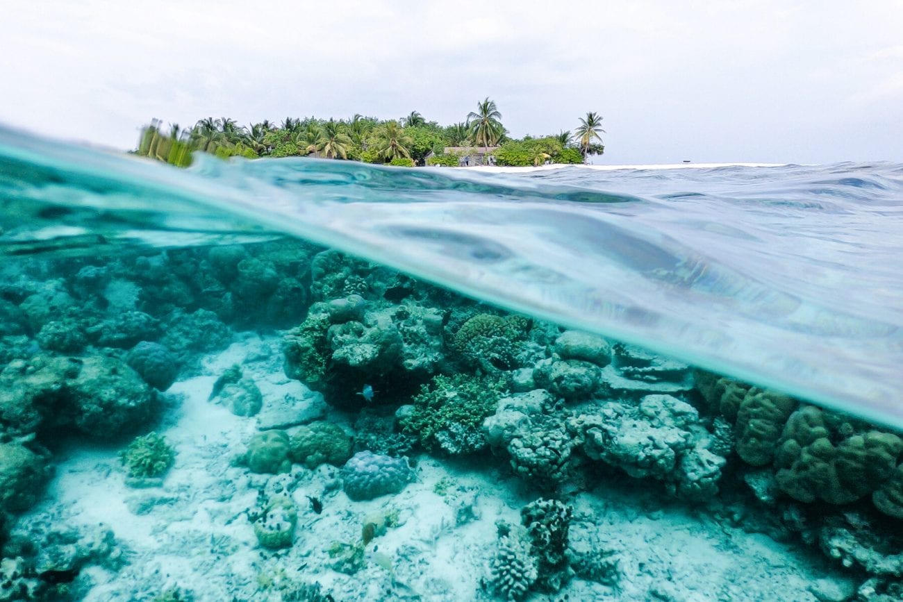 partial under water view of coral reef