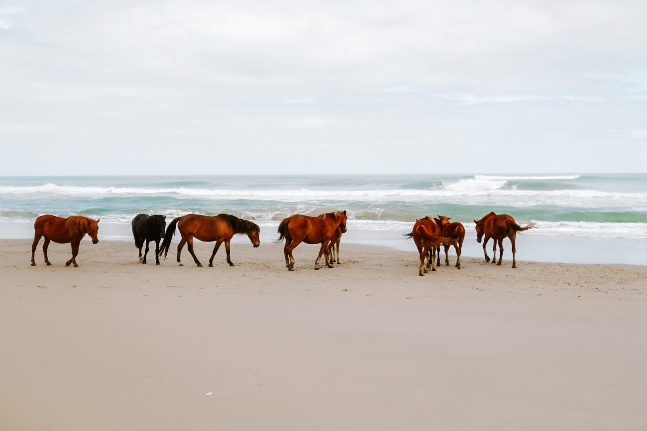 wild horses on the beach