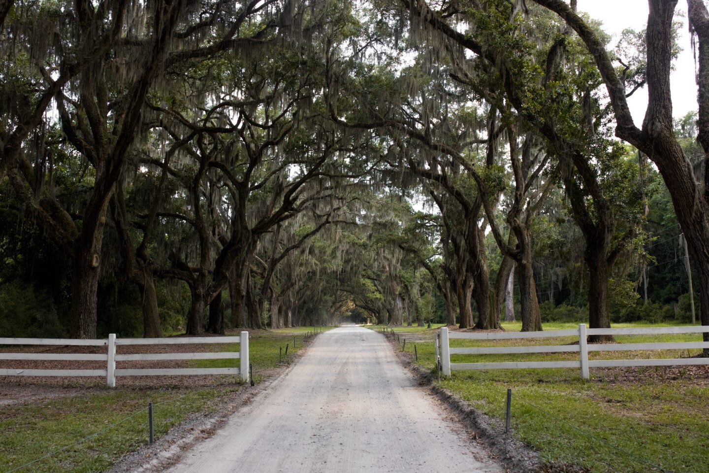 A driveway lined by sweeping oak trees and draping moss Savannah Georgia, charleston savannah itinerary