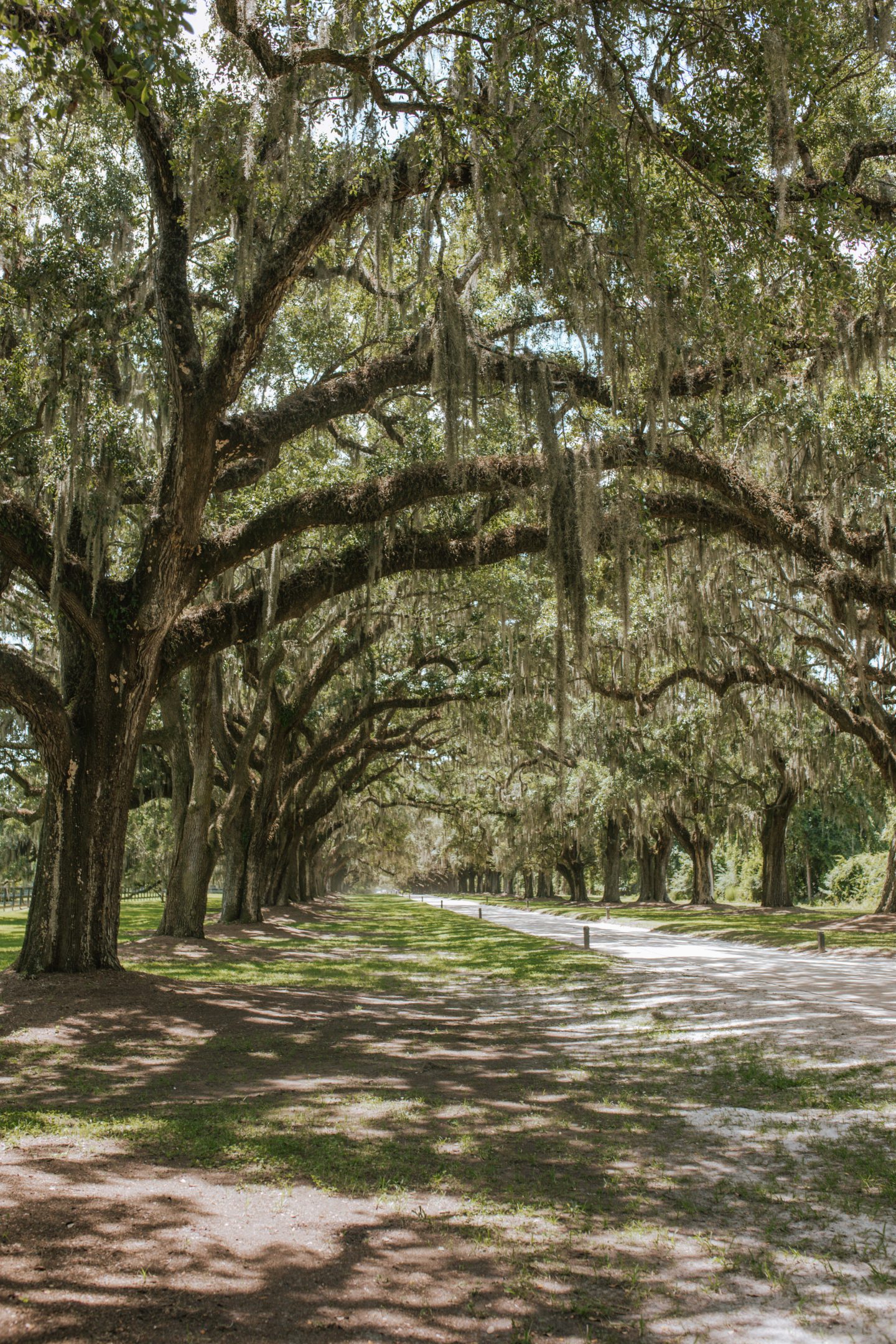An alley of oak trees