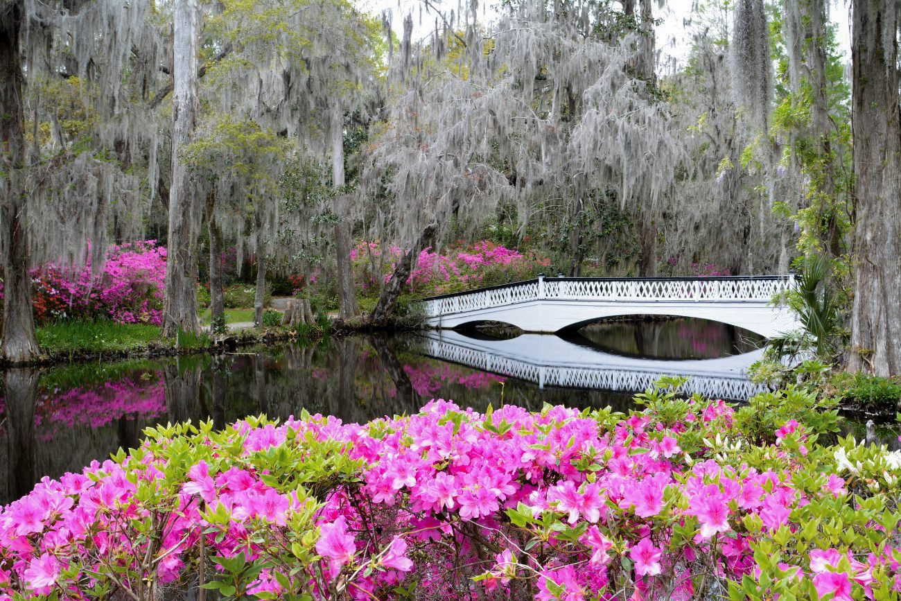 Bridge in a swamp garden, Magnolia Gardens Charleston