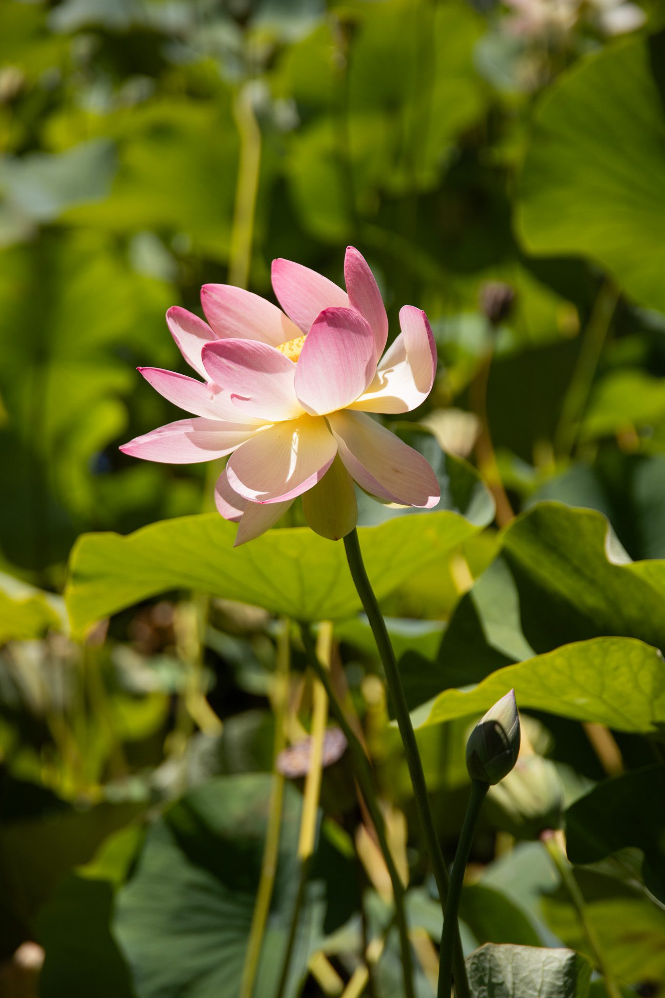 The Royal Botanic Gardens