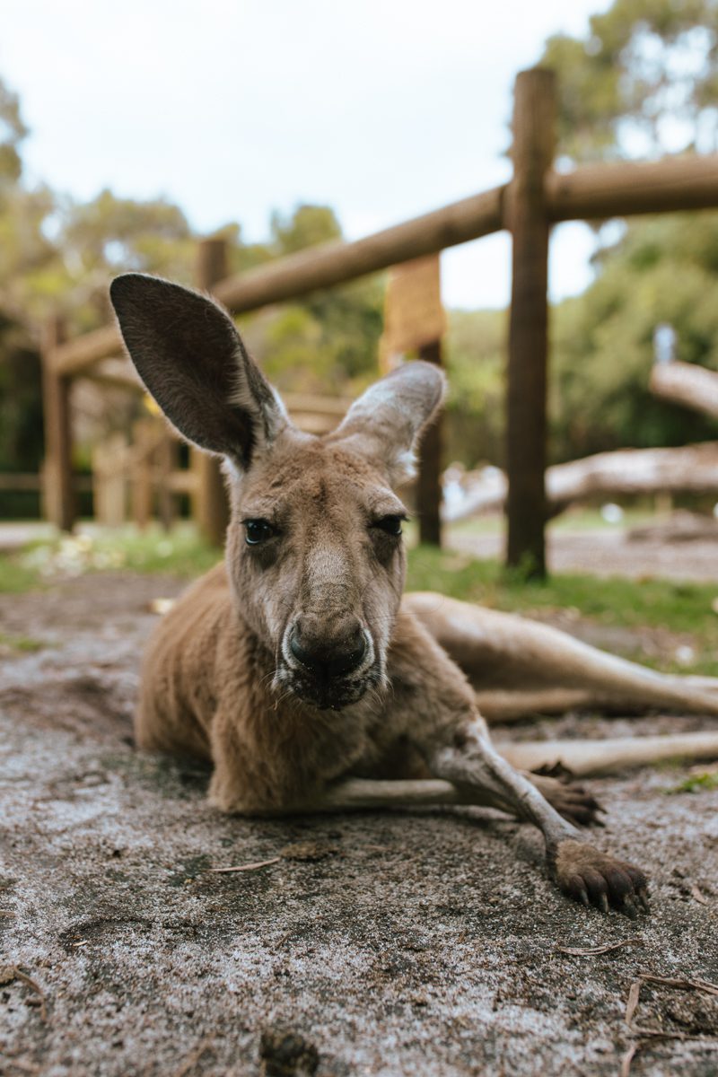 Caversham Wildlife Park, a portrait shot of a kangaroo lying on the ground 