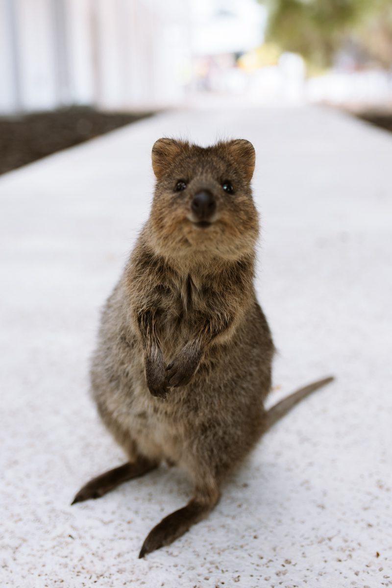 Things to do in Perth Australia, Rottnest Island, a photo of a quokka 