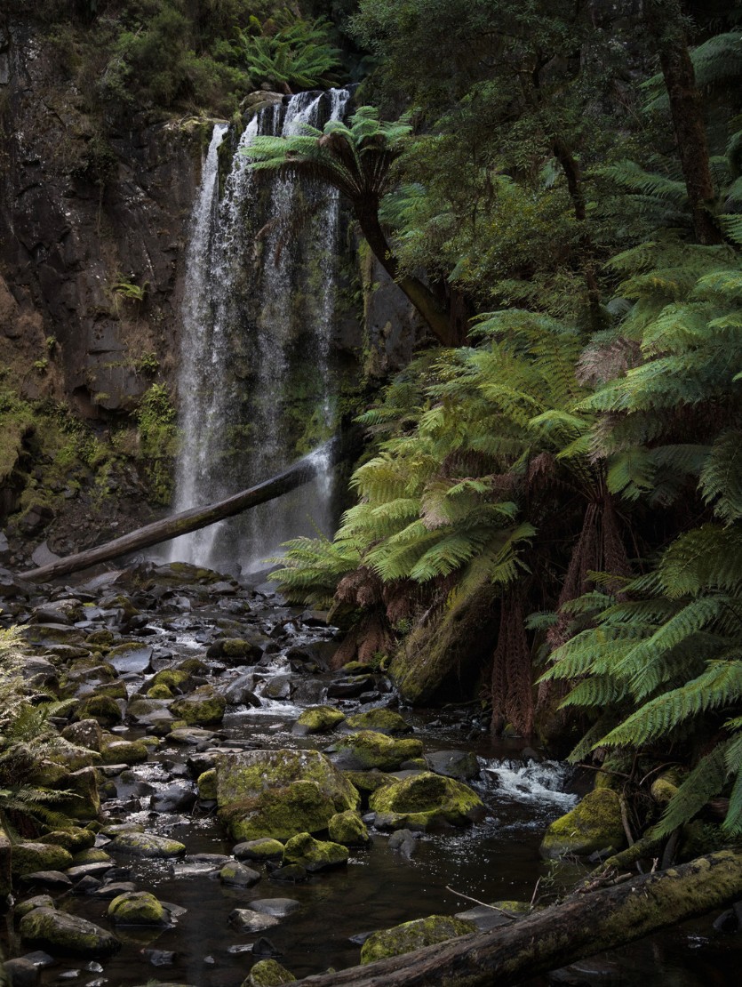Great Ocean Road Day Trip From Melbourne, a waterfall hidden in a lush green rainforest